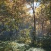 theHunter: Call of the Wild 2019 Edition Steam Key GLOBAL - Image 2