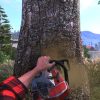 Lumberjack's Dynasty (PC) - Steam Key - GLOBAL - Image 3