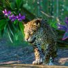 Planet Zoo: South America Pack (PC) - Steam Key - GLOBAL - Image 3