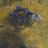 Northgard - Sváfnir, Clan of the Snake Steam Key GLOBAL - Image 3