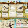 Wingspan (PC) - Steam Key - GLOBAL - Image 2