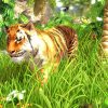 Wildlife Park 3 Steam Key GLOBAL - Image 3