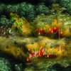 Cultures - Northland Steam Key GLOBAL - Image 2
