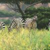 Cabela's African Adventures Steam Key GLOBAL - Image 3